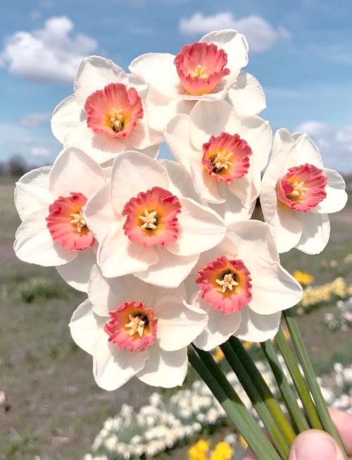 洋水仙有毒吗,洋水仙有毒吗 适合室内养吗?-第4张图片-优品飞百科 洋水仙有毒吗,洋水仙有毒吗 适合室内养吗?-第4张图片-优品飞百科