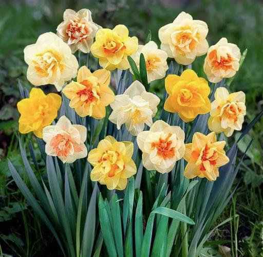 洋水仙有毒吗,洋水仙有毒吗 适合室内养吗?-第6张图片-优品飞百科 洋水仙有毒吗,洋水仙有毒吗 适合室内养吗?-第6张图片-优品飞百科