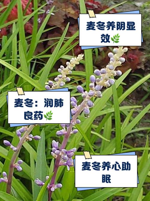 麦冬草的药用功效，麦冬草是治什么病的-第2张图片-优品飞百科