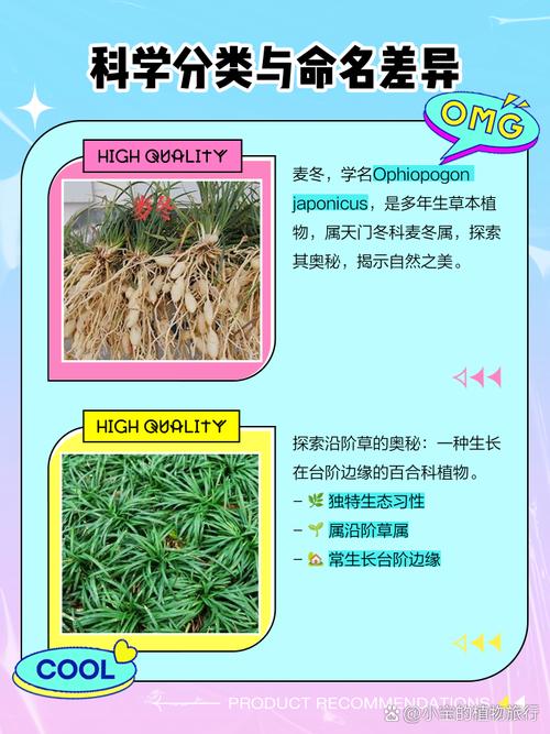 麦冬草的药用功效，麦冬草是治什么病的-第3张图片-优品飞百科