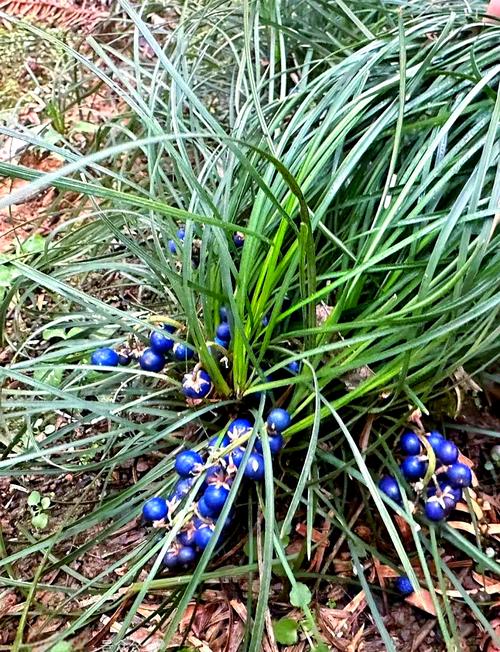 麦冬草的药用功效，麦冬草是治什么病的-第4张图片-优品飞百科