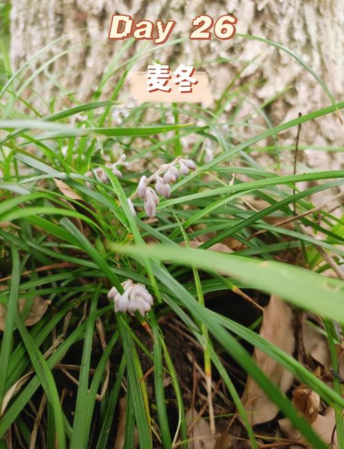 麦冬草的药用功效，麦冬草是治什么病的-第5张图片-优品飞百科