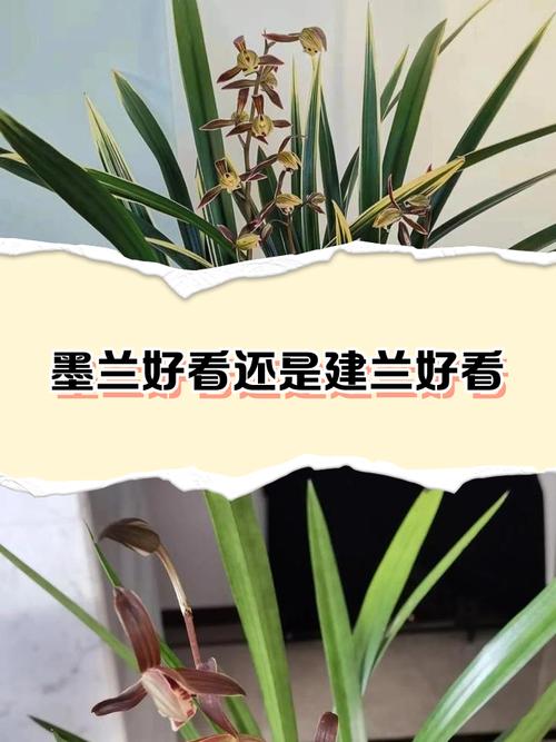 建兰与墨兰的区别？建兰与墨兰的区别是什么？-第1张图片-优品飞百科