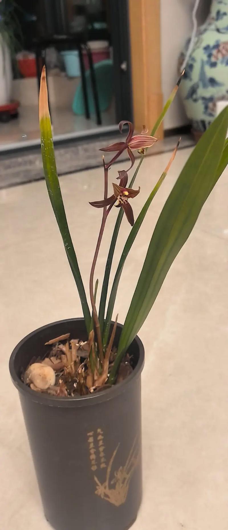 建兰与墨兰的区别？建兰与墨兰的区别是什么？-第2张图片-优品飞百科