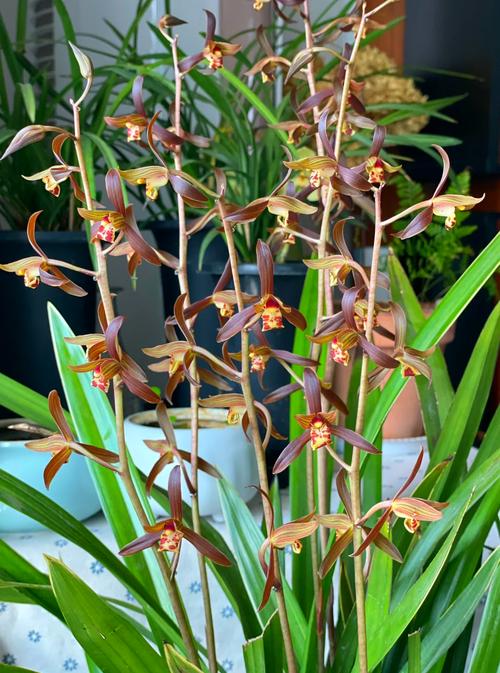 建兰与墨兰的区别？建兰与墨兰的区别是什么？-第3张图片-优品飞百科