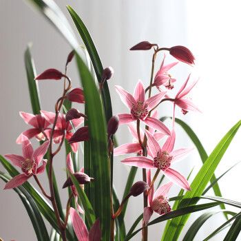 建兰与墨兰的区别？建兰与墨兰的区别是什么？-第4张图片-优品飞百科