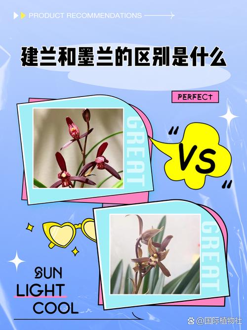 建兰与墨兰的区别？建兰与墨兰的区别是什么？-第5张图片-优品飞百科