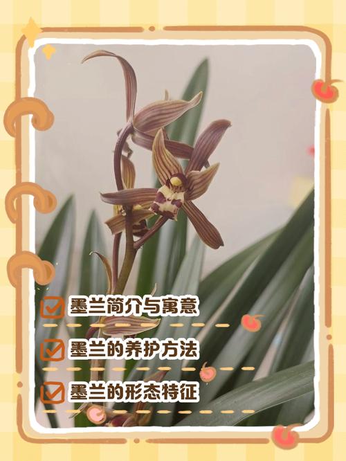 建兰与墨兰的区别？建兰与墨兰的区别是什么？-第6张图片-优品飞百科