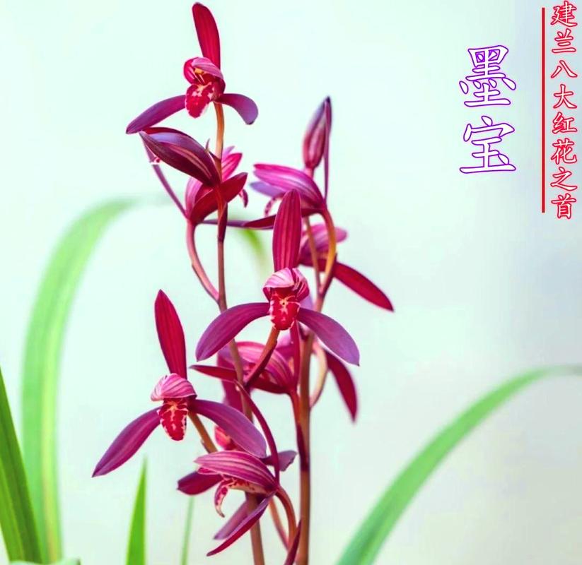 建兰与墨兰的区别？建兰与墨兰的区别是什么？-第7张图片-优品飞百科