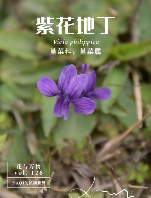 地丁草与紫花地丁的区别，地丁草就是紫花地丁吗？-第1张图片-优品飞百科