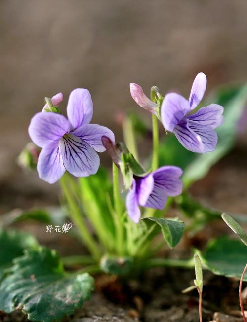 地丁草与紫花地丁的区别，地丁草就是紫花地丁吗？-第2张图片-优品飞百科