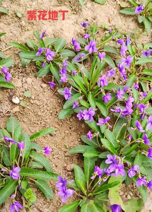 地丁草与紫花地丁的区别，地丁草就是紫花地丁吗？-第3张图片-优品飞百科