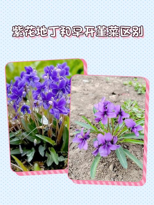 地丁草与紫花地丁的区别，地丁草就是紫花地丁吗？-第4张图片-优品飞百科