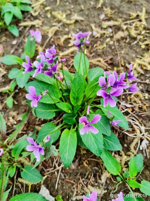 地丁草与紫花地丁的区别，地丁草就是紫花地丁吗？-第5张图片-优品飞百科