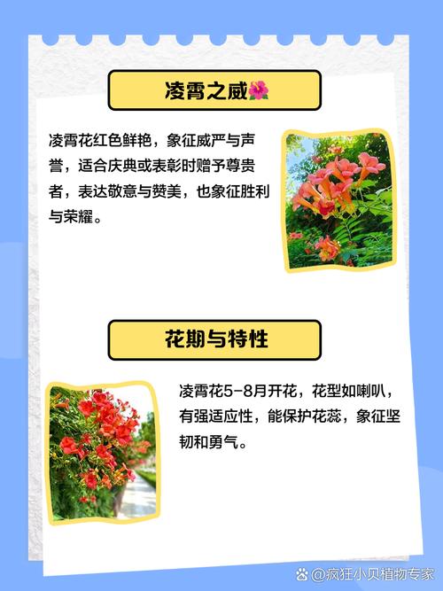 凌霄花喇叭花的区别？凌霄花起什么作用？