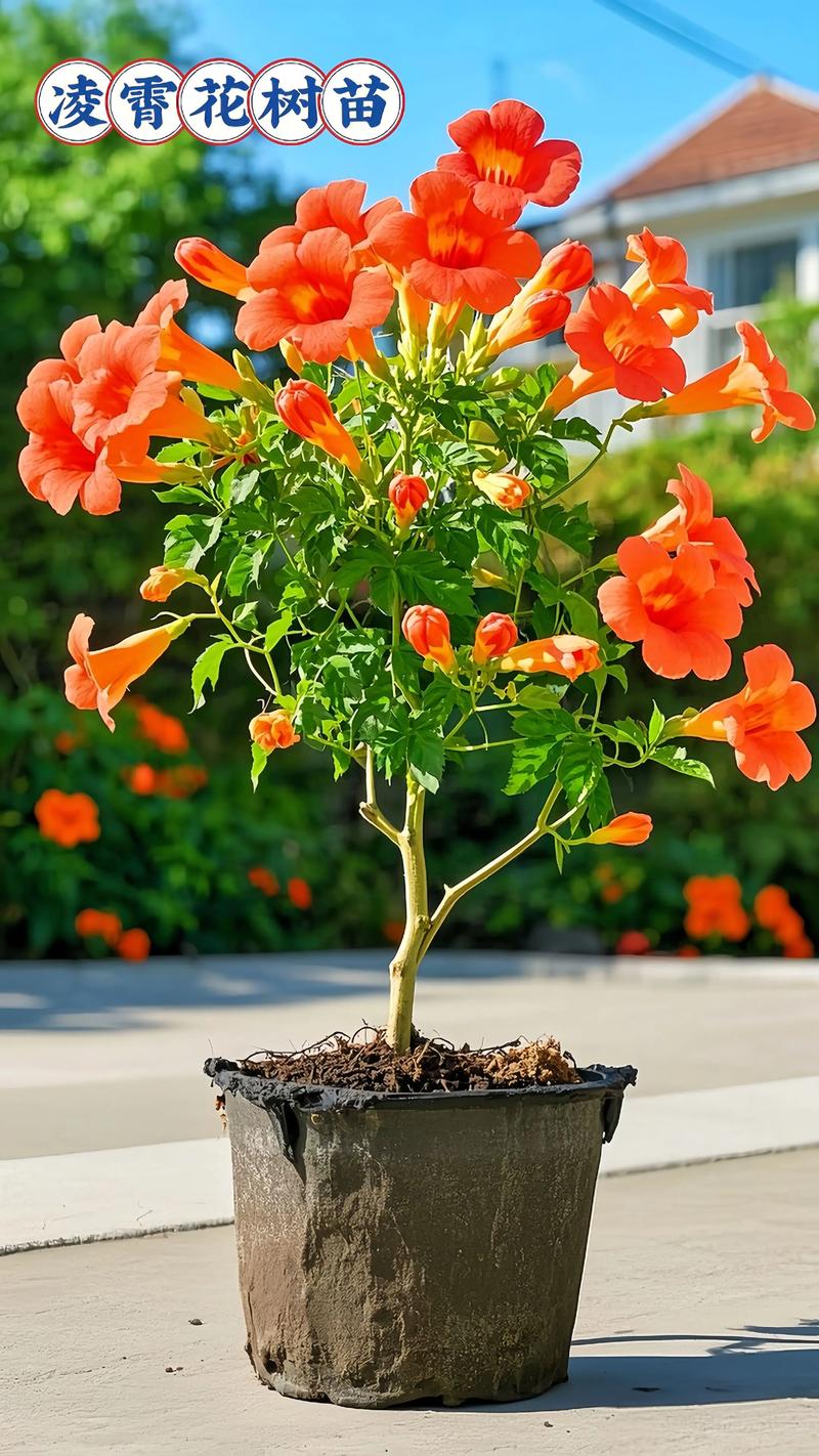 凌霄花喇叭花的区别？凌霄花起什么作用？-第2张图片-优品飞百科