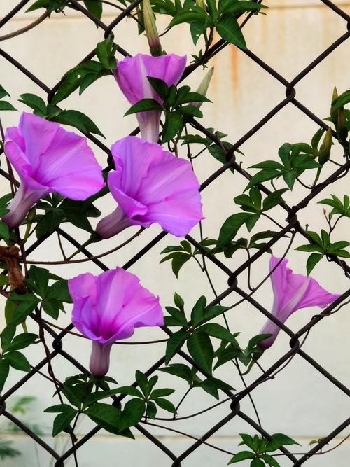 凌霄花喇叭花的区别？凌霄花起什么作用？-第3张图片-优品飞百科