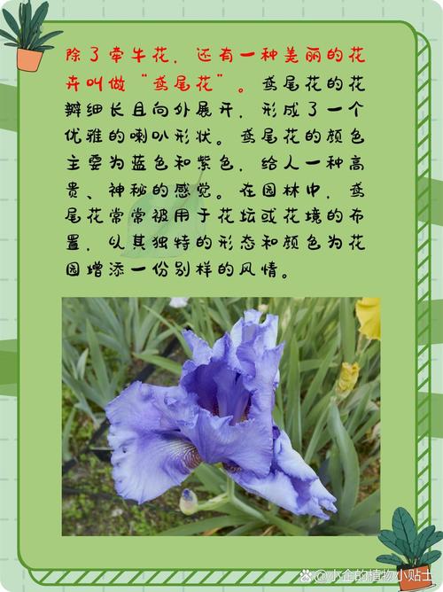 凌霄花喇叭花的区别？凌霄花起什么作用？-第5张图片-优品飞百科