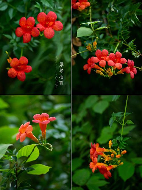 凌霄花喇叭花的区别？凌霄花起什么作用？-第6张图片-优品飞百科