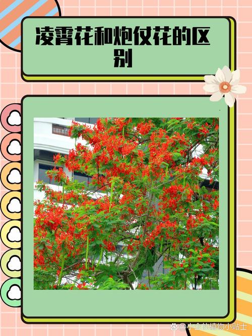 凌霄花喇叭花的区别？凌霄花起什么作用？-第7张图片-优品飞百科