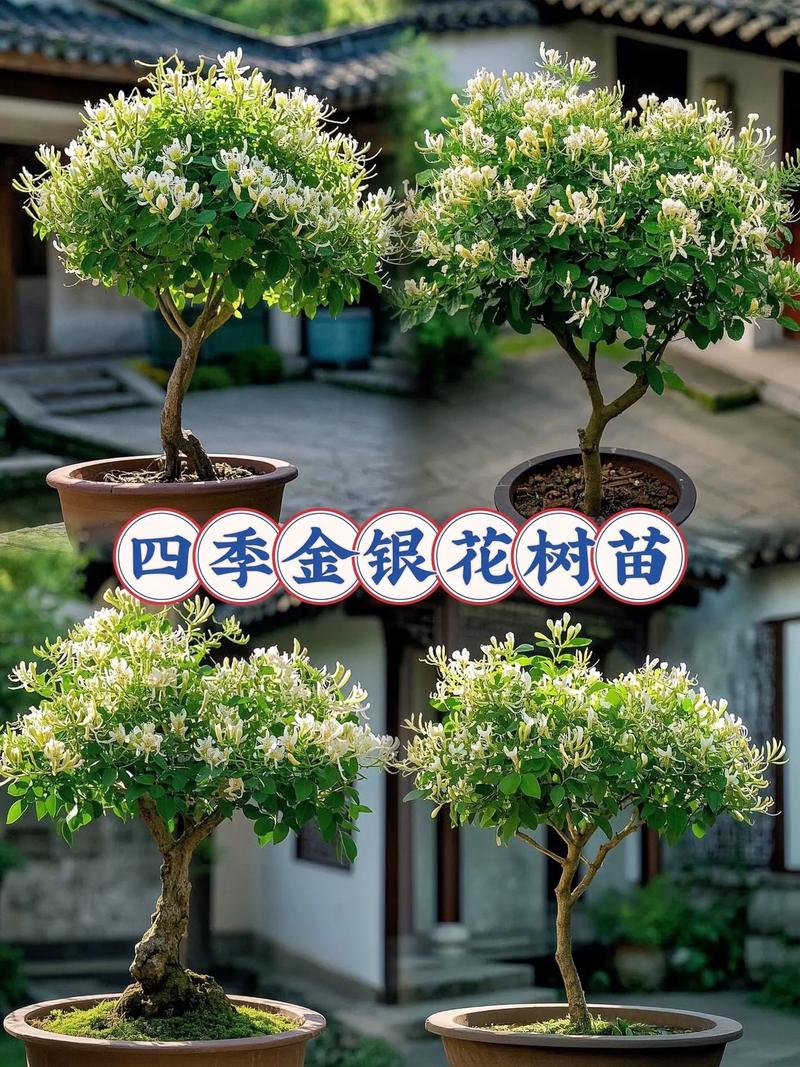 金银花适合室内种植吗，金银花适合室内种植吗冬天？-第1张图片-优品飞百科