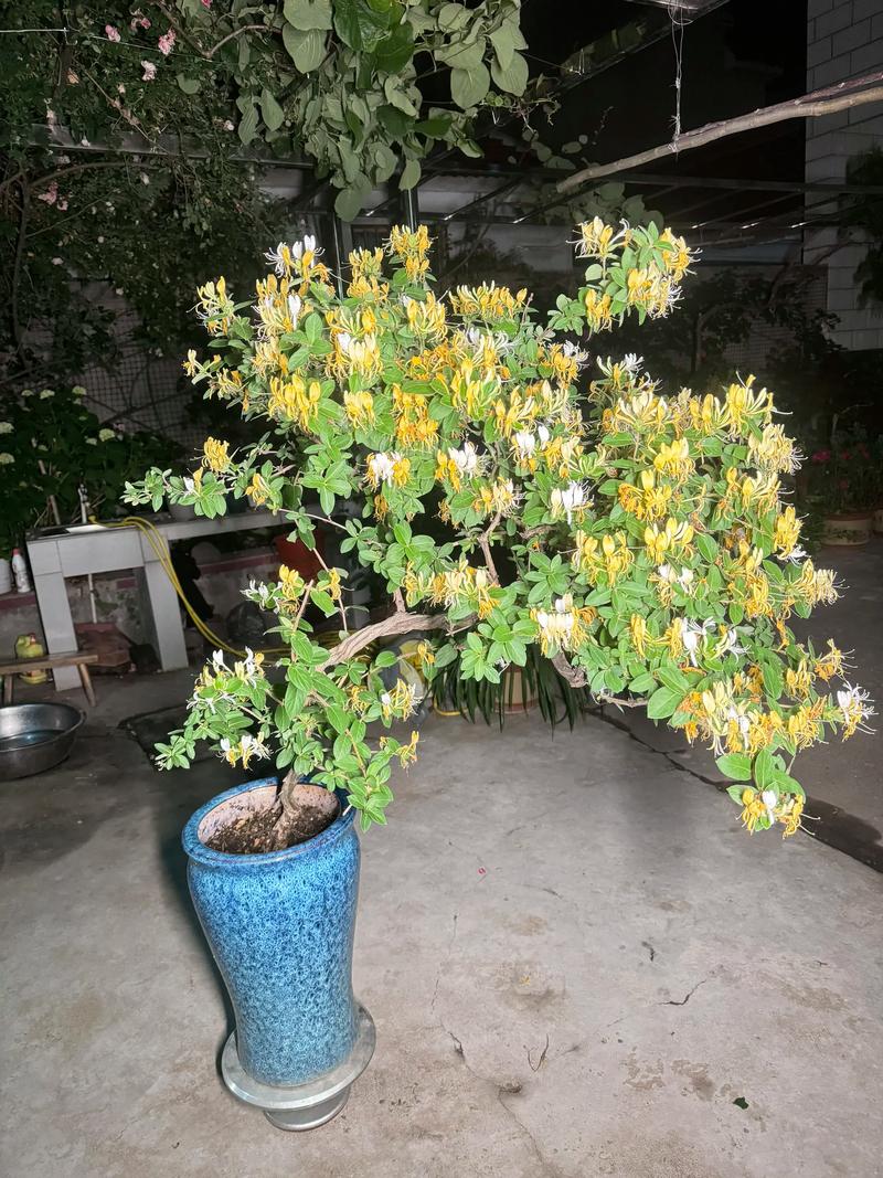 金银花适合室内种植吗，金银花适合室内种植吗冬天？-第3张图片-优品飞百科