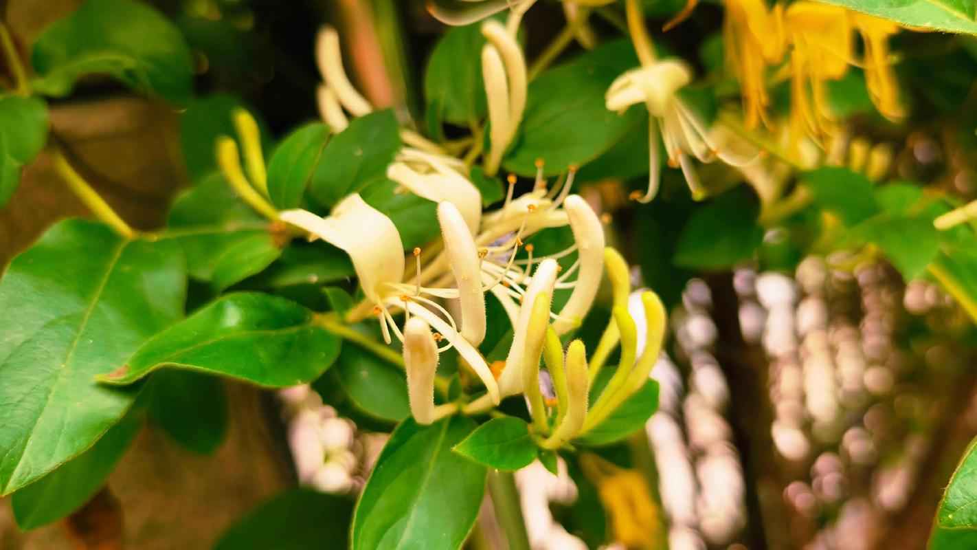 金银花适合室内种植吗，金银花适合室内种植吗冬天？-第5张图片-优品飞百科