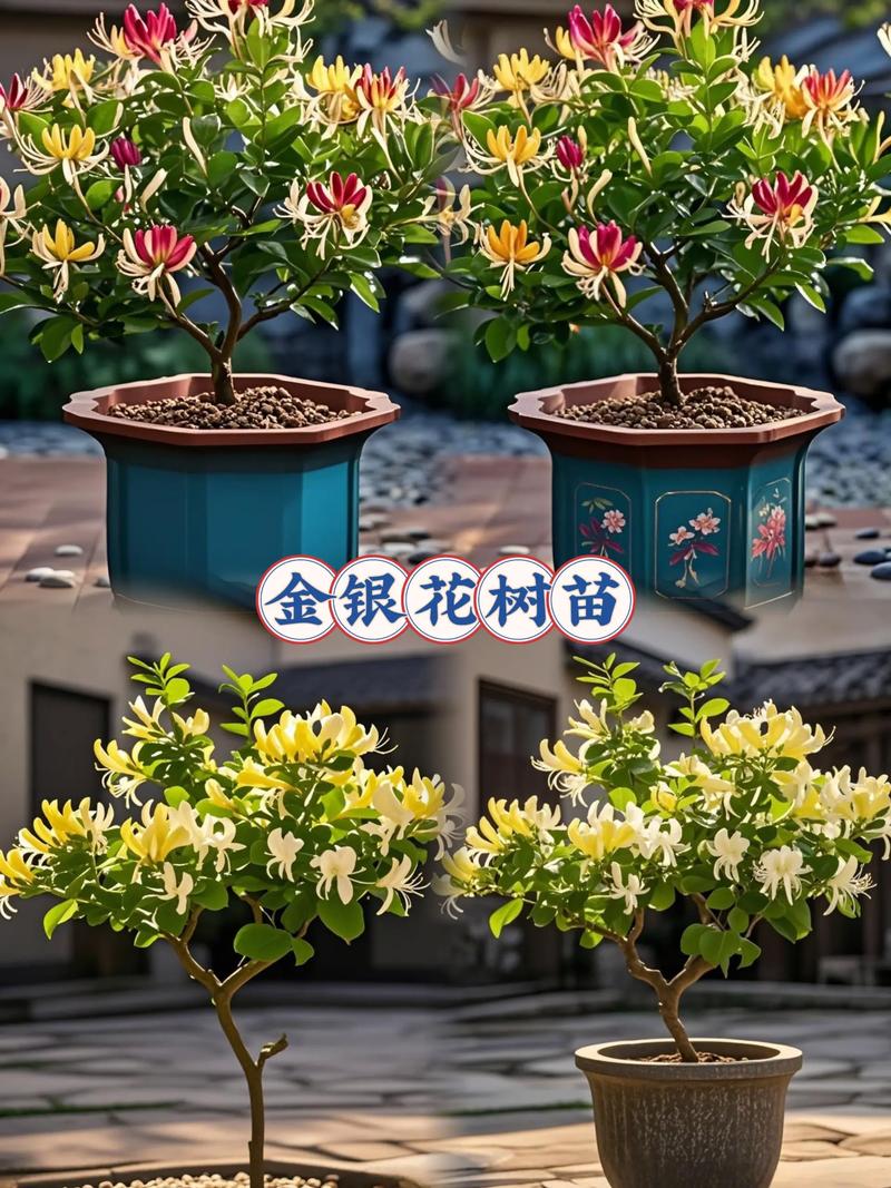 金银花适合室内种植吗，金银花适合室内种植吗冬天？-第6张图片-优品飞百科