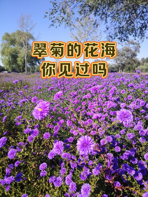 翠菊的花语？翠菊的花期？-第2张图片-优品飞百科