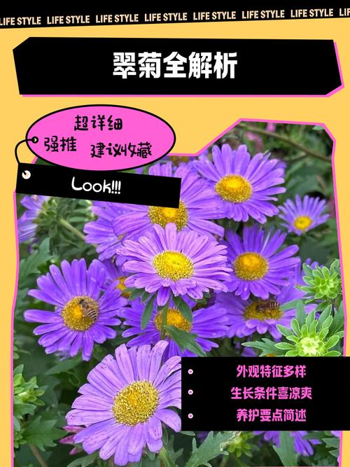 翠菊的花语？翠菊的花期？-第3张图片-优品飞百科