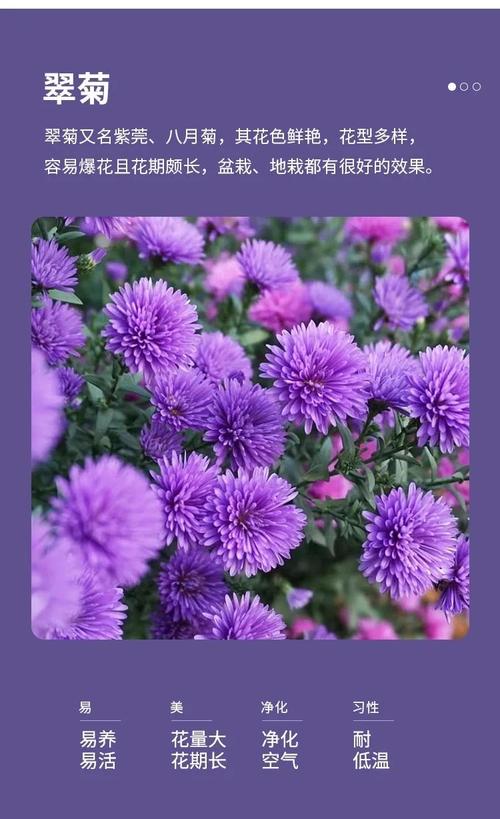 翠菊的花语？翠菊的花期？-第4张图片-优品飞百科
