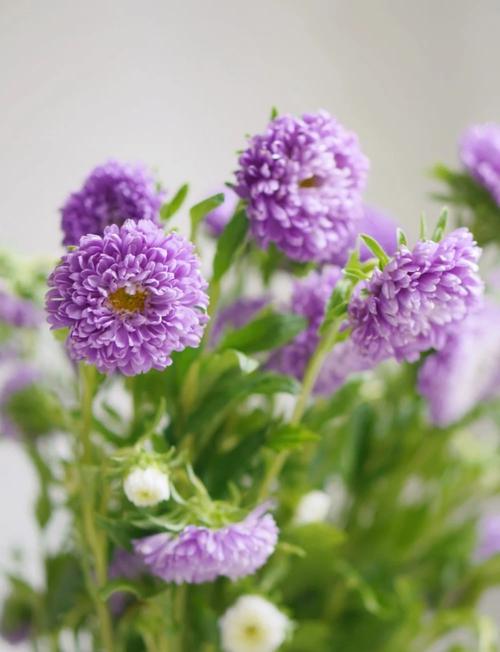 翠菊的花语？翠菊的花期？-第5张图片-优品飞百科