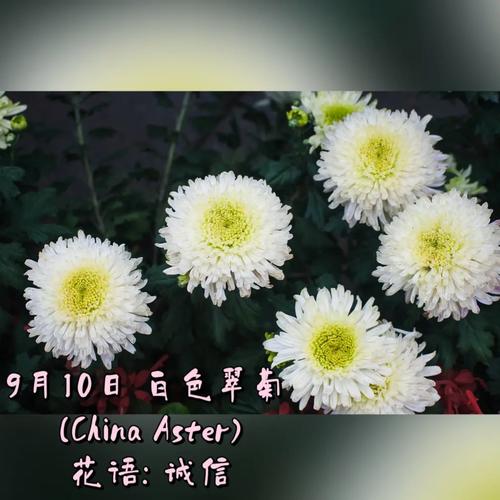 翠菊的花语？翠菊的花期？-第6张图片-优品飞百科
