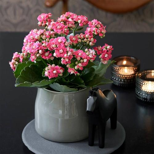 这花养1年就成墙，甲醛雾霾全不怕，瞬间变氧吧？甲醛超标花草茂盛还是枯萎？-第1张图片-优品飞百科