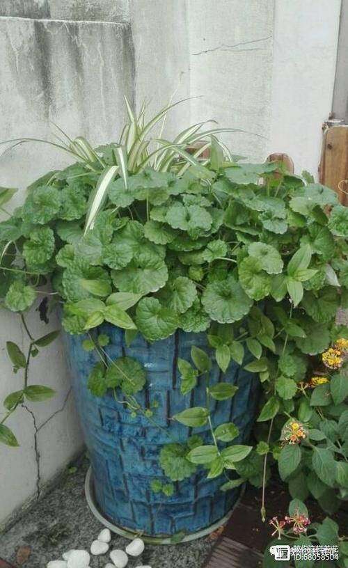 这花养1年就成墙，甲醛雾霾全不怕，瞬间变氧吧？甲醛超标花草茂盛还是枯萎？-第2张图片-优品飞百科