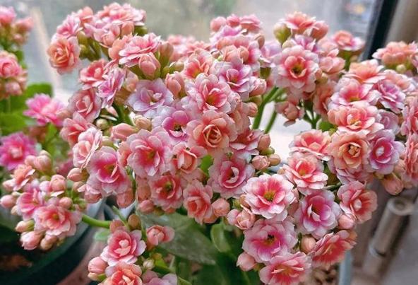 这花养1年就成墙，甲醛雾霾全不怕，瞬间变氧吧？甲醛超标花草茂盛还是枯萎？-第4张图片-优品飞百科