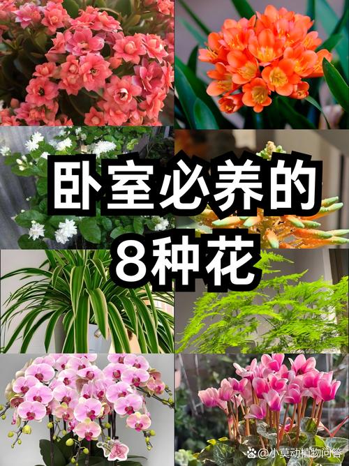 这花养1年就成墙，甲醛雾霾全不怕，瞬间变氧吧？甲醛超标花草茂盛还是枯萎？-第5张图片-优品飞百科