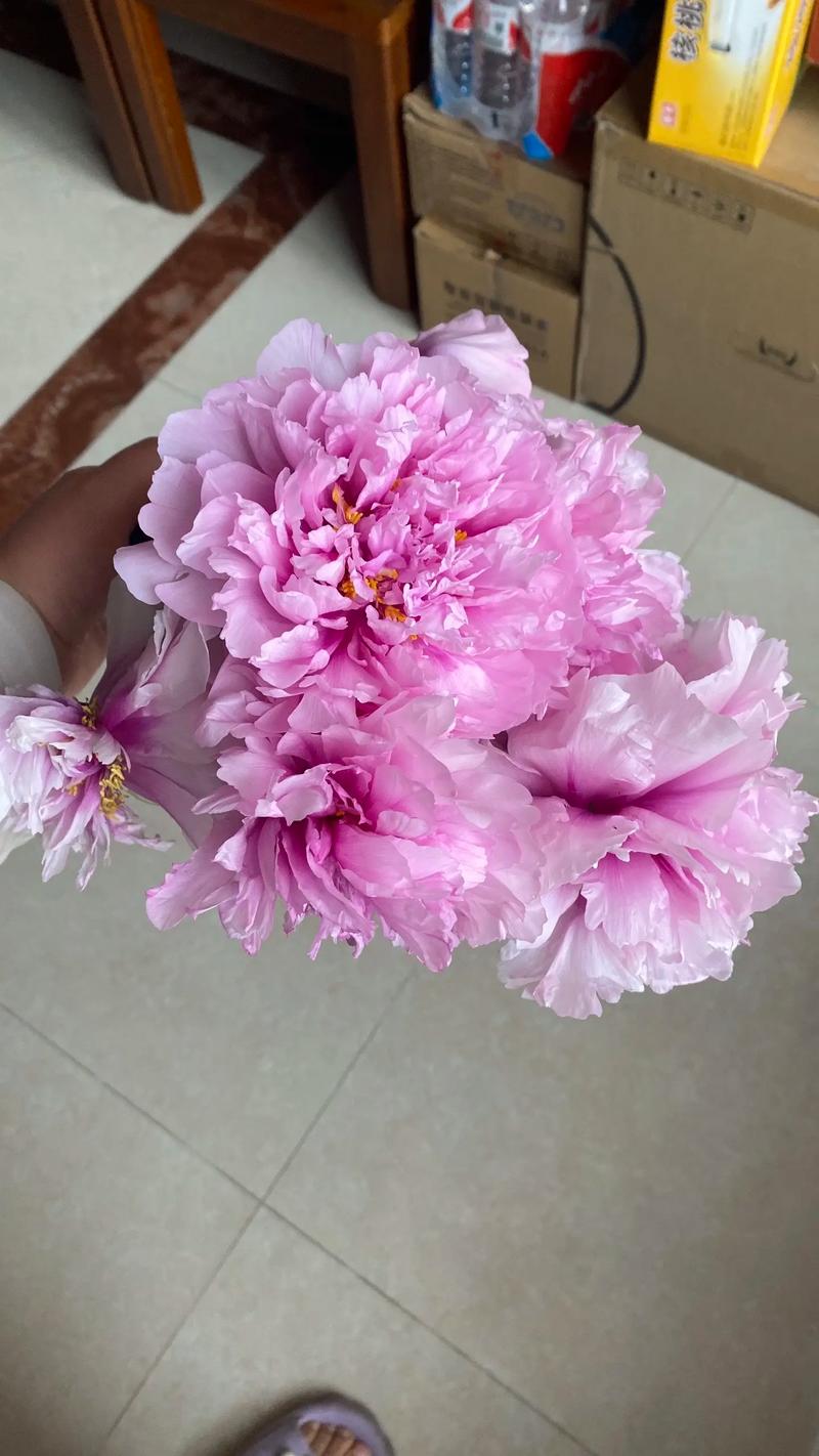 牡丹花能吃吗，牡丹花能吃吗有毒吗-第3张图片-优品飞百科