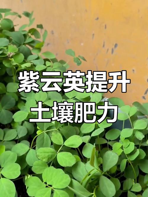 紫云英的功效和作用，紫云英药用功效