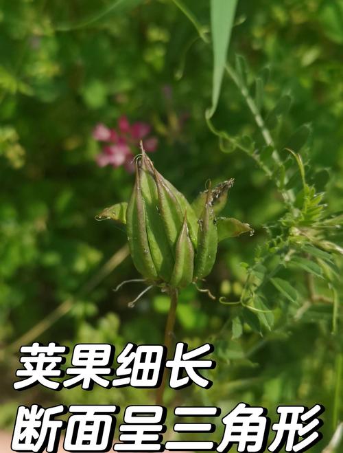 紫云英的功效和作用，紫云英药用功效-第3张图片-优品飞百科