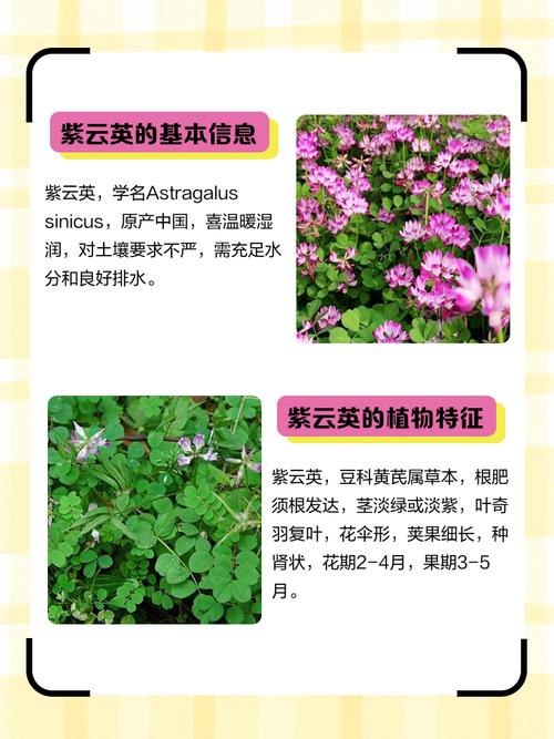 紫云英的功效和作用，紫云英药用功效-第4张图片-优品飞百科