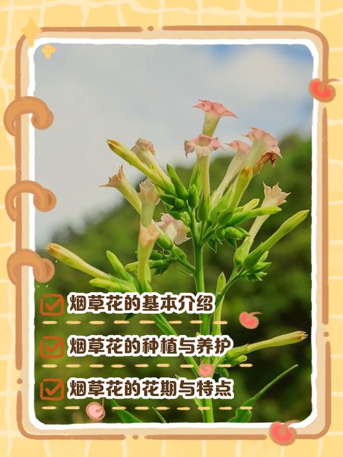 花烟草的功效与作用，花烟草图片和介绍？