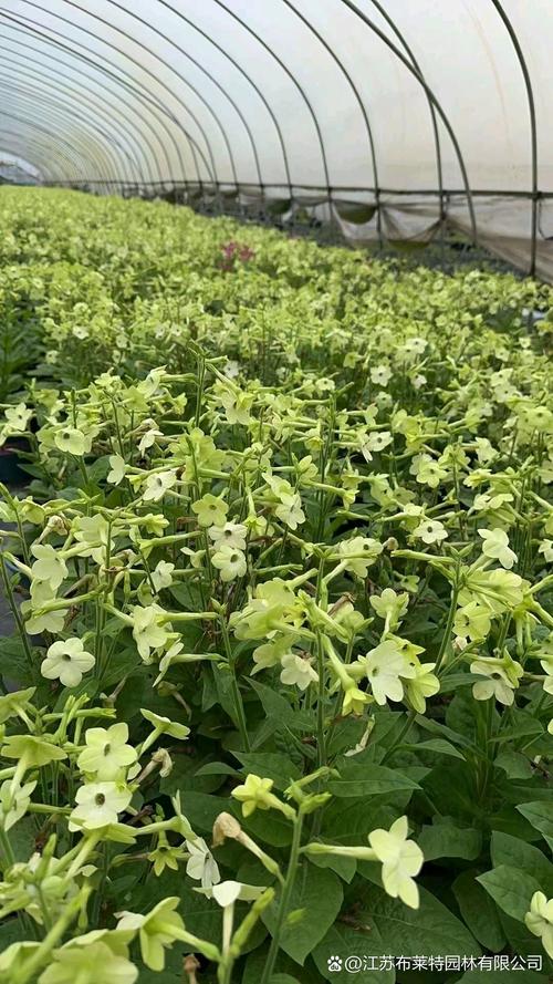 花烟草的功效与作用,花烟草图片和介绍?-第2张图片-优品飞百科 花烟草的功效与作用,花烟草图片和介绍?-第2张图片-优品飞百科