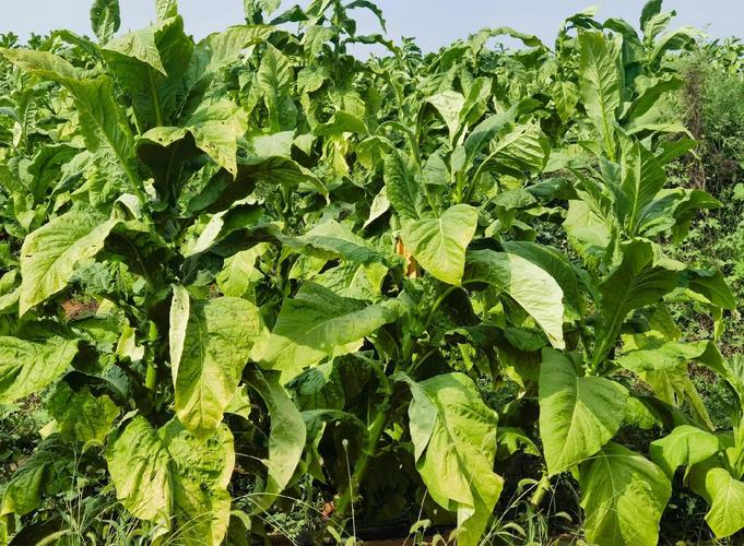 花烟草的功效与作用,花烟草图片和介绍?-第3张图片-优品飞百科 花烟草的功效与作用,花烟草图片和介绍?-第3张图片-优品飞百科