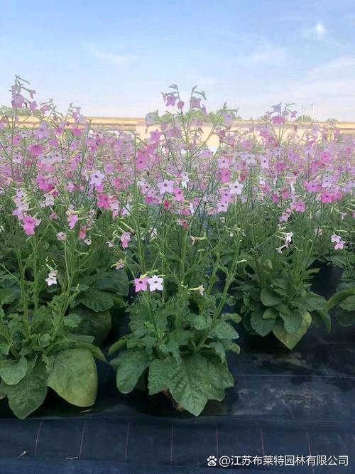 花烟草的功效与作用,花烟草图片和介绍?-第4张图片-优品飞百科 花烟草的功效与作用,花烟草图片和介绍?-第4张图片-优品飞百科