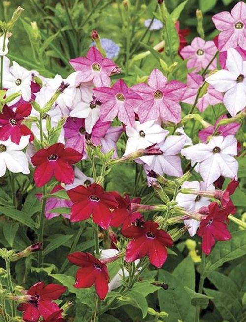 花烟草的功效与作用,花烟草图片和介绍?-第5张图片-优品飞百科 花烟草的功效与作用,花烟草图片和介绍?-第5张图片-优品飞百科