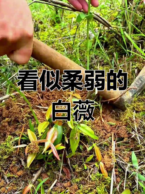 白薇的功效与作用，地骨皮的功效与作用-第1张图片-优品飞百科