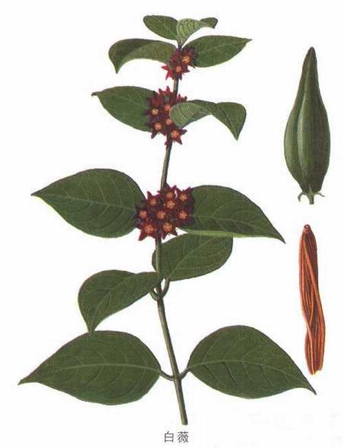 白薇的功效与作用，地骨皮的功效与作用-第2张图片-优品飞百科