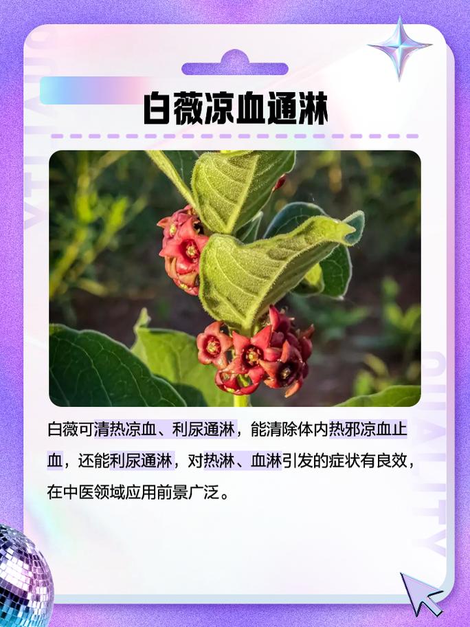 白薇的功效与作用，地骨皮的功效与作用-第3张图片-优品飞百科