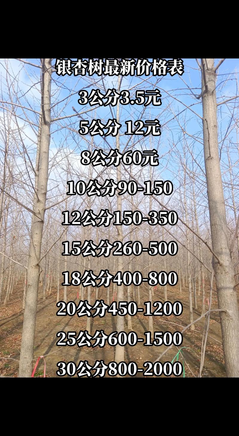 银杏树介绍，银杏树的价钱的简单介绍-第2张图片-优品飞百科